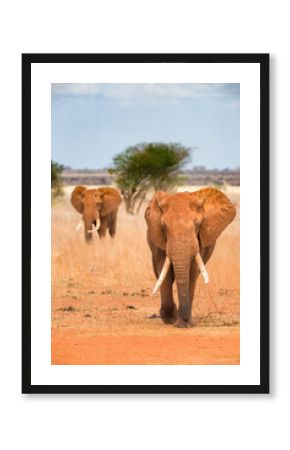 African bush elephants walking in line (loxodonta africana), Ngutuni Game Reserve, Tsavo, Kenya