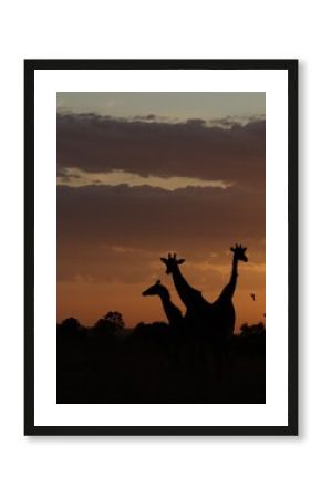 Giraffes silhouettes enjoying african sunset in the savannah