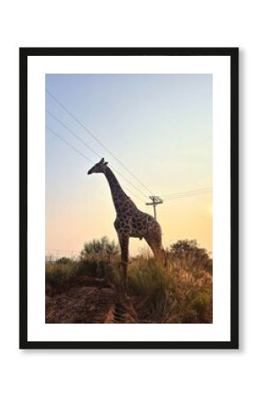 Animals in Nature