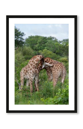 la girafe