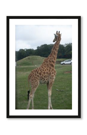 Girafe 