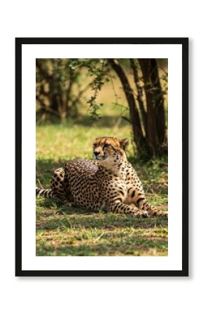 Cheetah Resting Under Tree: A Serene Wildlife Portrait