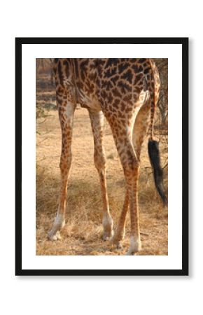Detail of a Giraffe, Serengeti National Park, Tanzania