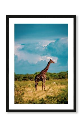 giraffe