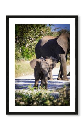 elephants