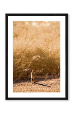 South African ground squirrel