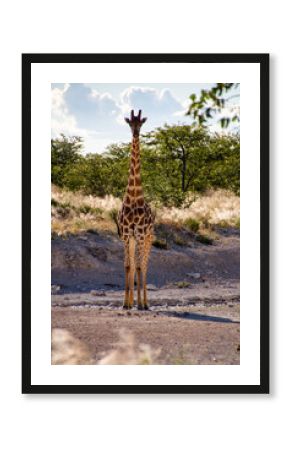 giraffe in africa
