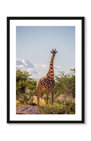 giraffe in the wild