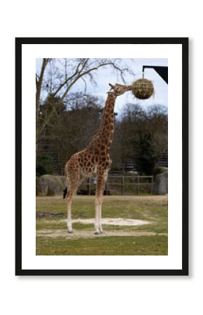 Close-up portrait of a Kordofan Giraffe eating hay, Girafe de Kordofan (giraffa camelopardalis antiquorum)
