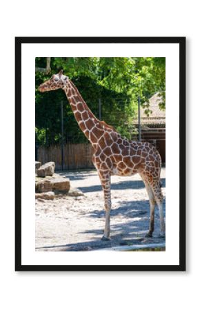 giraffe in the zoo