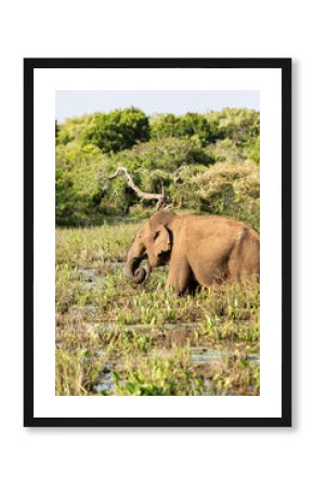 elephant in the wild, elephant looking for food, elephant sri lanka