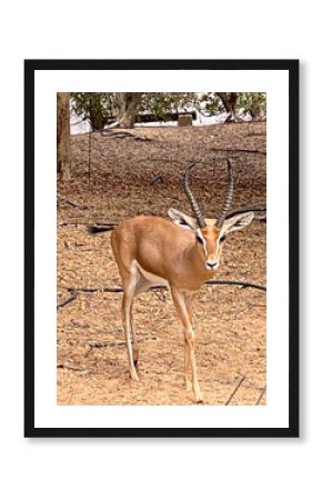 impala in the zoo