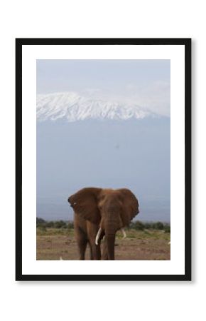  A sole bull elephant and Kilimanjaro