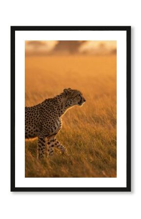 Cheetah predator wildlife animal feline safari mammal nature carnivore africa