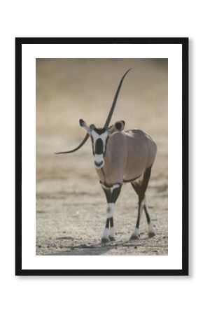 Gemsbok antelope with a bent horn walking across the arid Kalahari Desert 