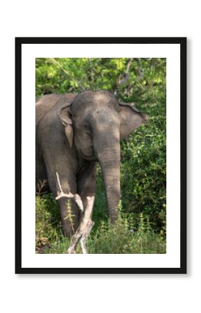 elephant in the wild, elephant looking for food, elephant sri lanka, african elephant