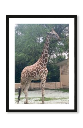 giraffe in the zoo