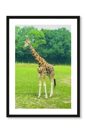girafe, forêt, nature, zoo, végétation, exotique, savane, safari, afrique, animal, équatoriale, 