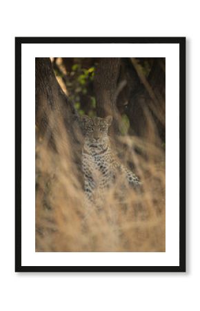 Female leopard sits under tree watching camera