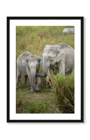 Bebe elefante escondido