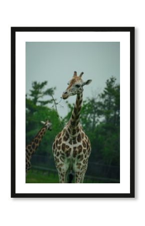 giraffe in the wild