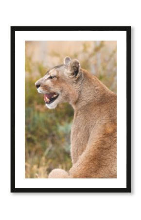 Pumas in Torres del Paine National Park, Patagonia