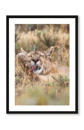 Pumas in Torres del Paine National Park, Patagonia