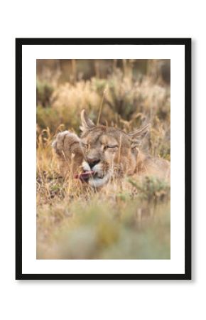 Pumas in Torres del Paine National Park, Patagonia