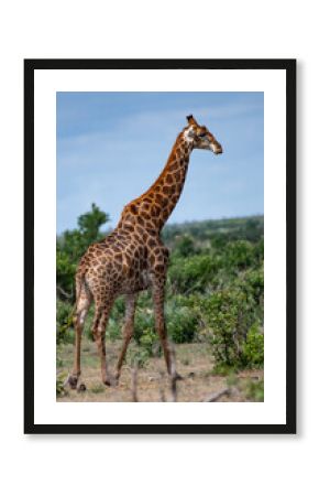 Kruger National Park, South Africa, Safari