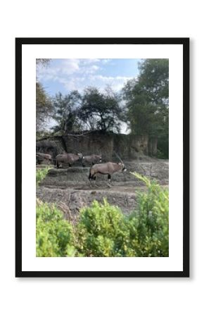 Antelope in the Zoo in the city