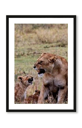 lioness and cub