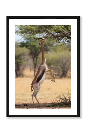 Gerenuk Foraging on Hind Legs