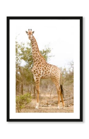 Giraffes in savanna, South Africa