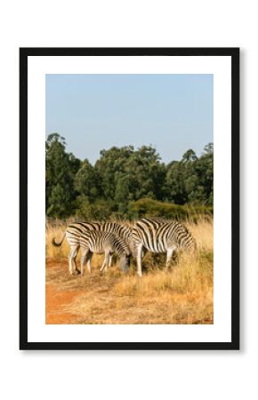 zebra in the savannah