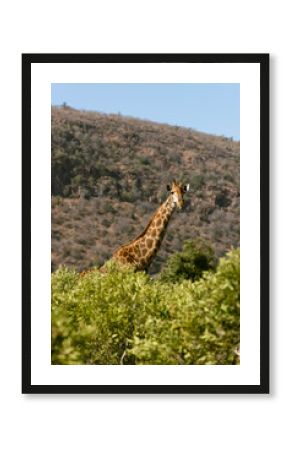 giraffe in the savannah in south africa