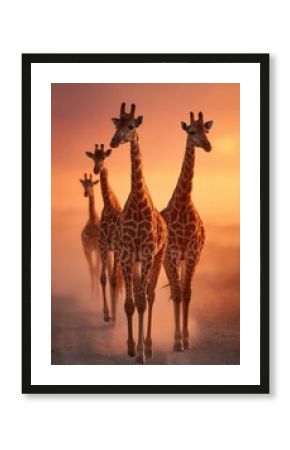 Giraffes walking on dusty road at sunset in african savannah