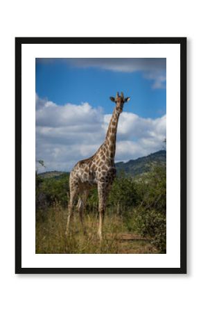 A giraffe in the wild