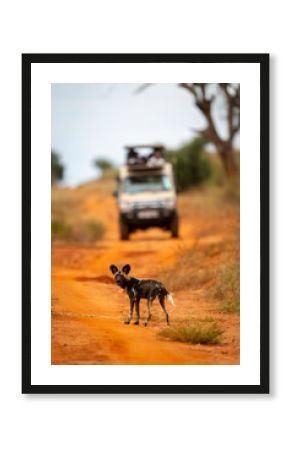 African wild dog stands on a dirt road with a safari vehicle in the background. Taita-Taveta Kenya