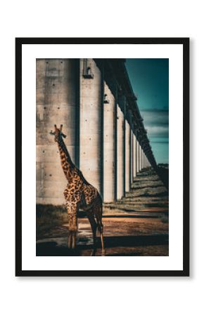 giraffe in nairobi national park 