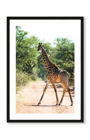 giraffe in the wild