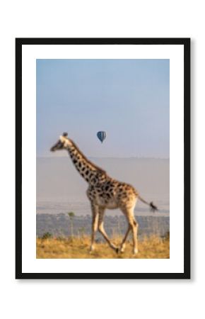 giraffe walking in Serengeti