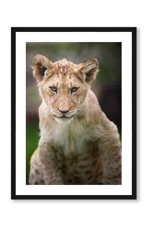 A lion cub starting straight ahead.