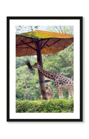 Graceful giraffe stretches its long neck to feed from a hay dispenser under a thatched roof shelter in a verdant, naturalistic zoo enclosure