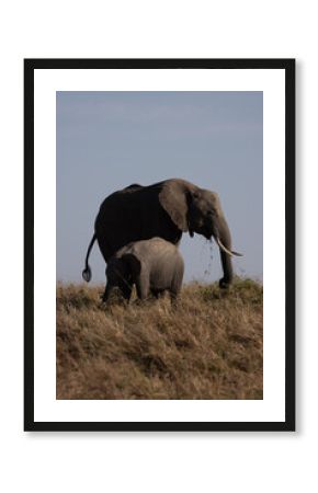 Elephant family at Masai Mara