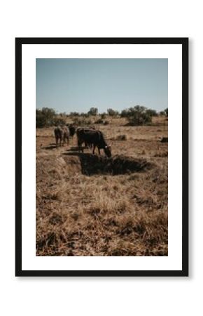 Cattle gather around dry well in sun scorched farmland