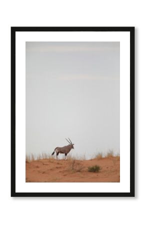 Gemsbok standing on top of Kalahari Desert dune
