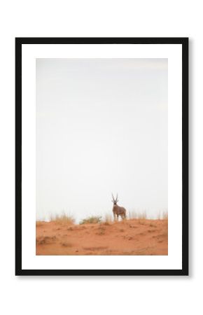 Gemsbok standing on top of Kalahari Desert dune