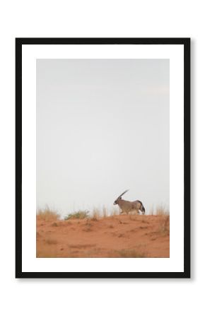 Gemsbok standing on top of Kalahari Desert dune