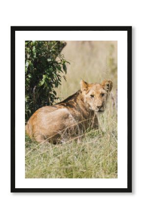Lioness Resting in Kenyan Savanna