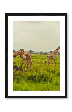 Mikumi safari Tanzania